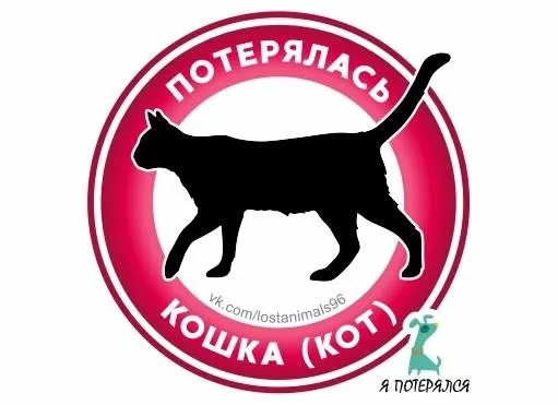 Пропала кошка в Екатеринбурге — фото для опознания, база потерянных питомцев Pathfinder