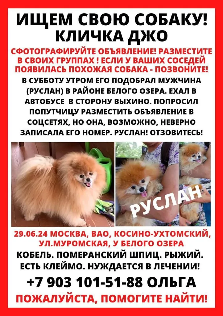 Пропала собака, померанский шпиц в Москве — фото для опознания, база потерянных питомцев Pathfinder