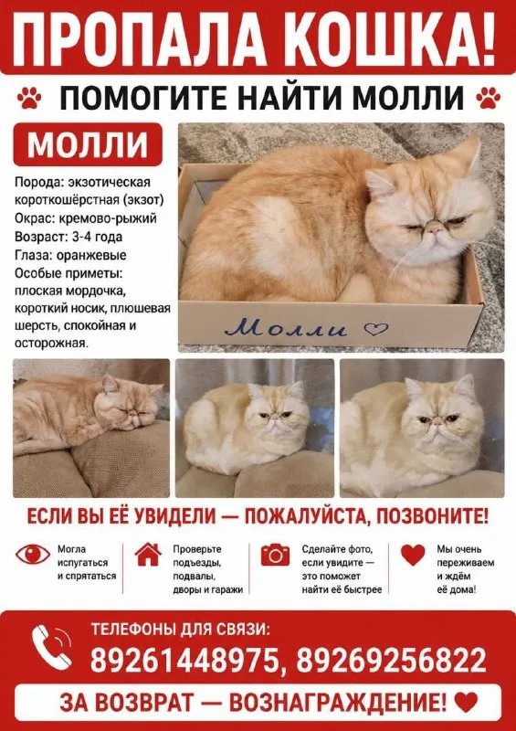 Пропала кошка, экзотическая короткошёрстная (экзот) в Москве — фото для опознания, база потерянных питомцев Pathfinder