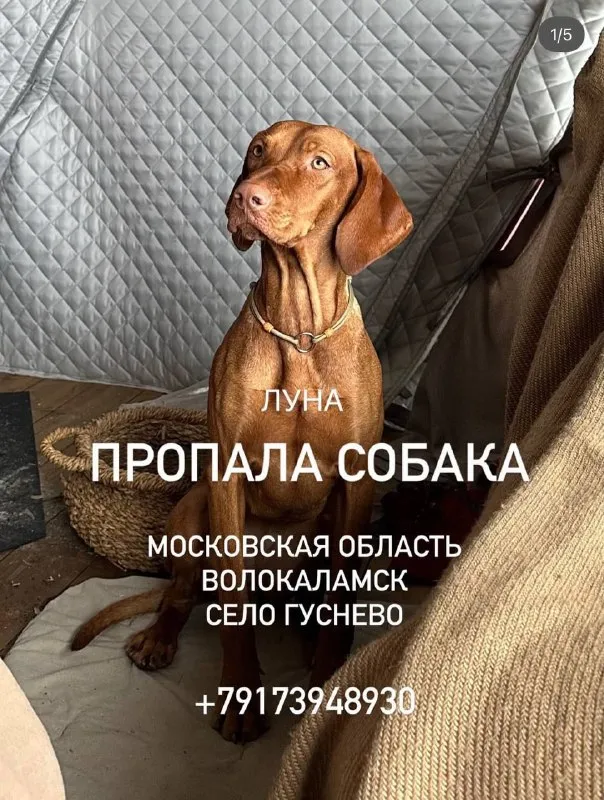 Пропала собака — город Матрёнино — фото для опознания, база потерянных питомцев Pathfinder
