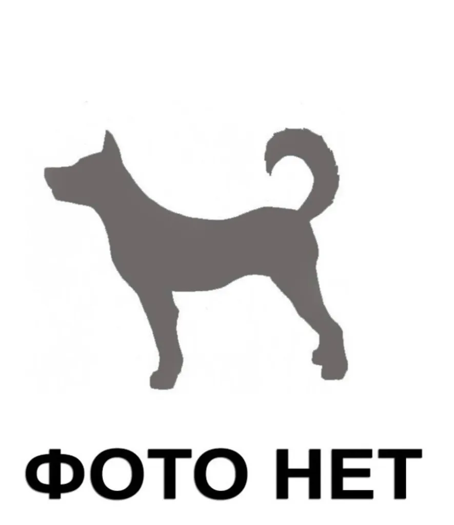 Найдена собака в Москве — фото для опознания, база потерянных питомцев Pathfinder