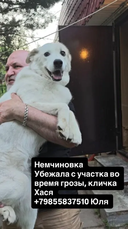Пропала собака — город Немчиновка — фото для опознания, база потерянных питомцев Pathfinder