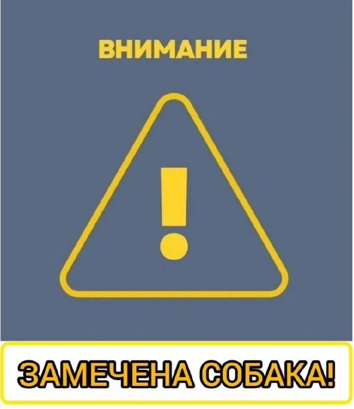 Найдена собака, метис добермана в Москве — фото для опознания, база потерянных питомцев Pathfinder