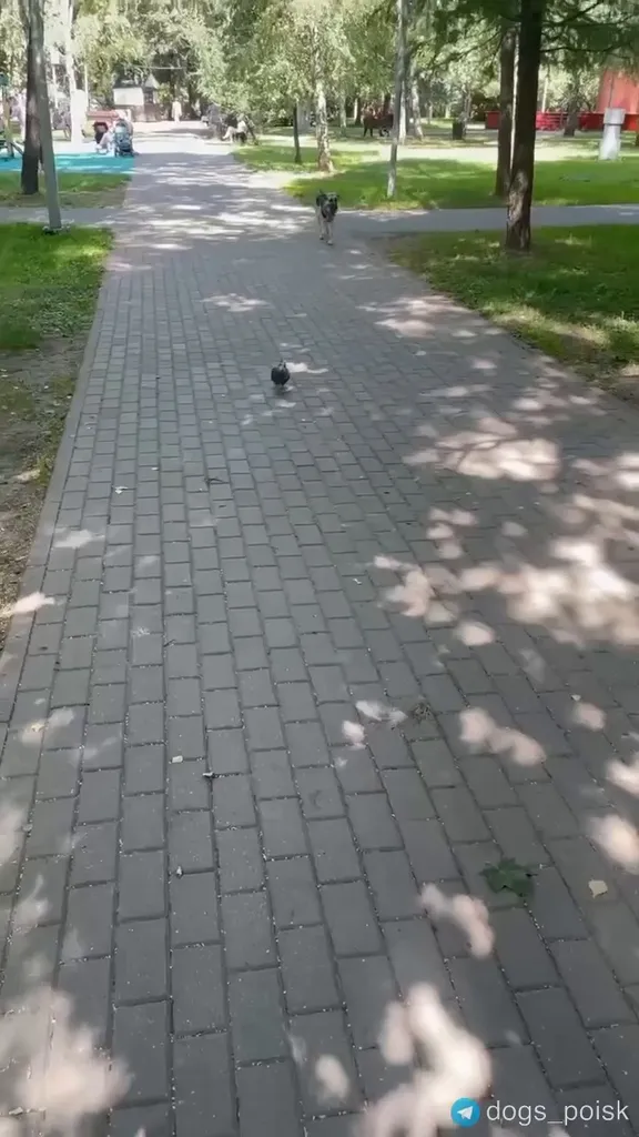 Найдена собака, дворняжка в Москве — фото для опознания, база потерянных питомцев Pathfinder
