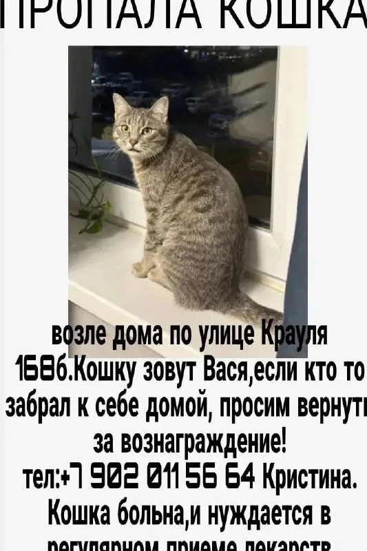 Пропала кошка в Екатеринбурге — фото для опознания, база потерянных питомцев Pathfinder