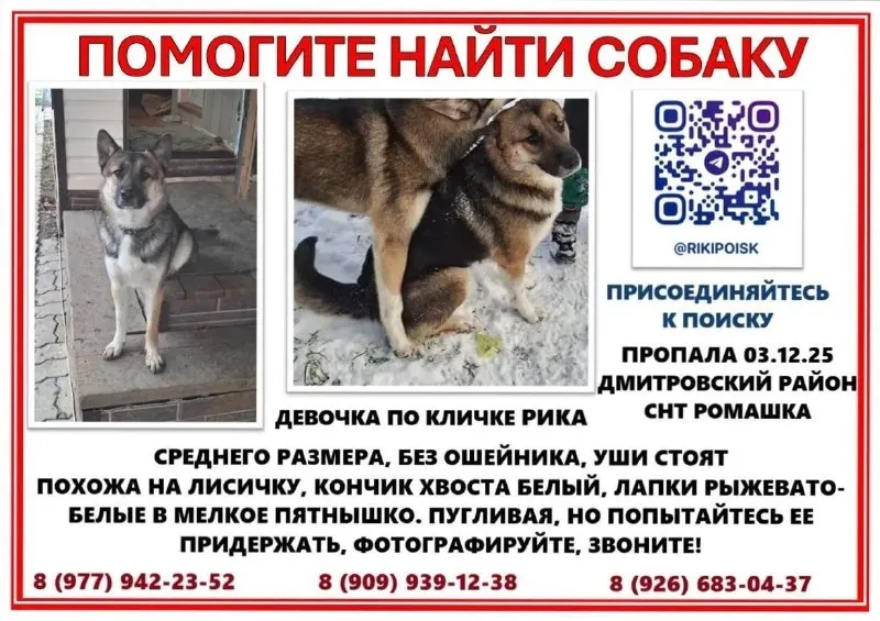Пропала собака, метис овчарки — город СНТ Ромашка — фото для опознания, база потерянных питомцев Pathfinder