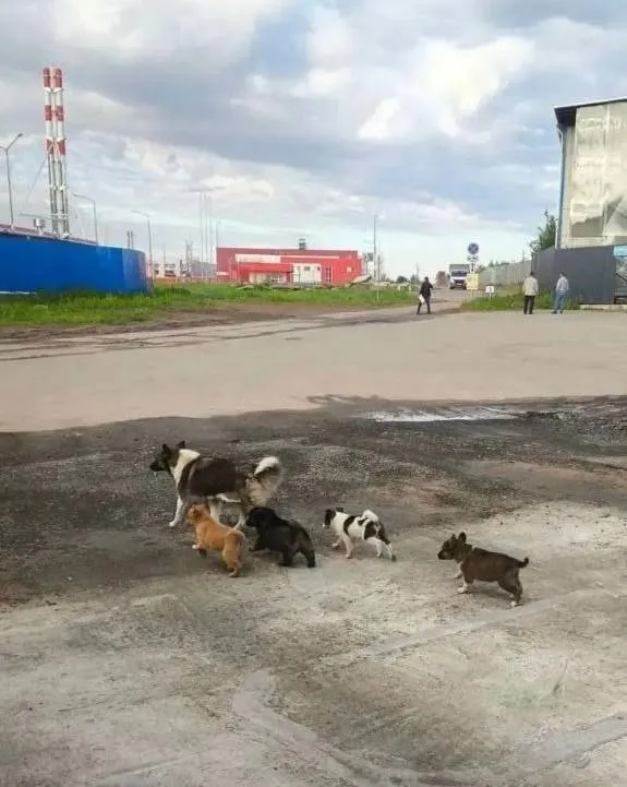 Найдена собака, дворняжка — город Химки — фото для опознания, база потерянных питомцев Pathfinder