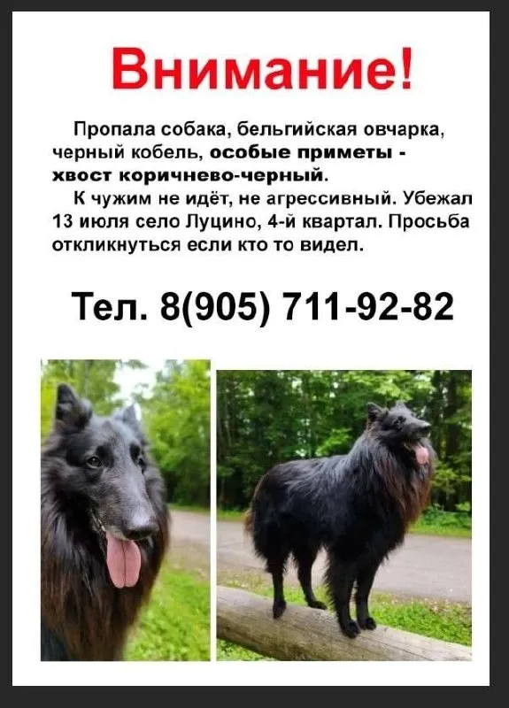 Пропала собака, бельгийская овчарка — город Звенигород — фото для опознания, база потерянных питомцев Pathfinder