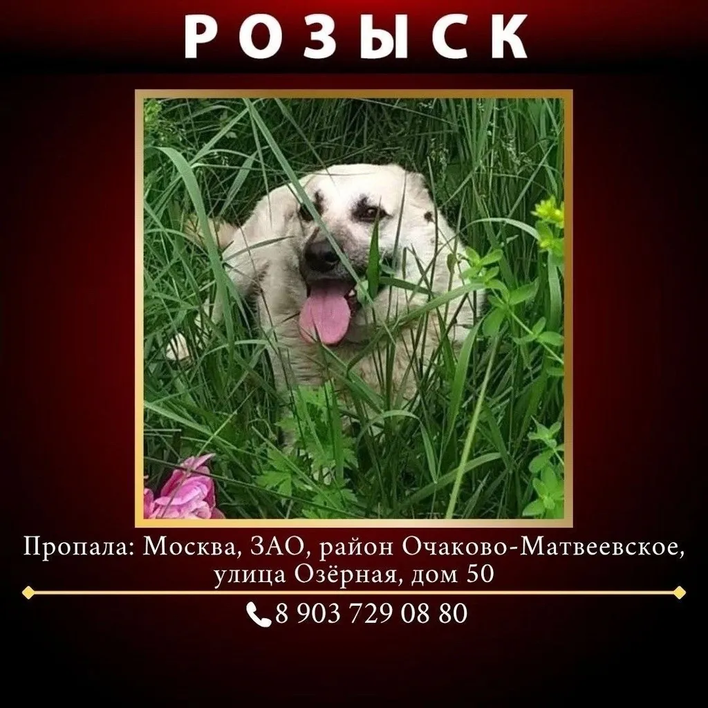Пропала собака в Москве — фото для опознания, база потерянных питомцев Pathfinder