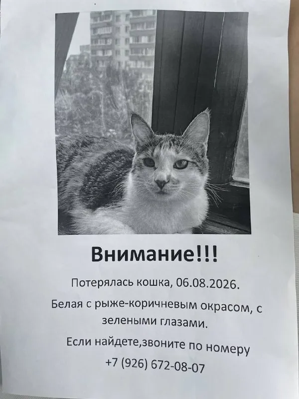 Пропала кошка в Москве — фото для опознания, база потерянных питомцев Pathfinder