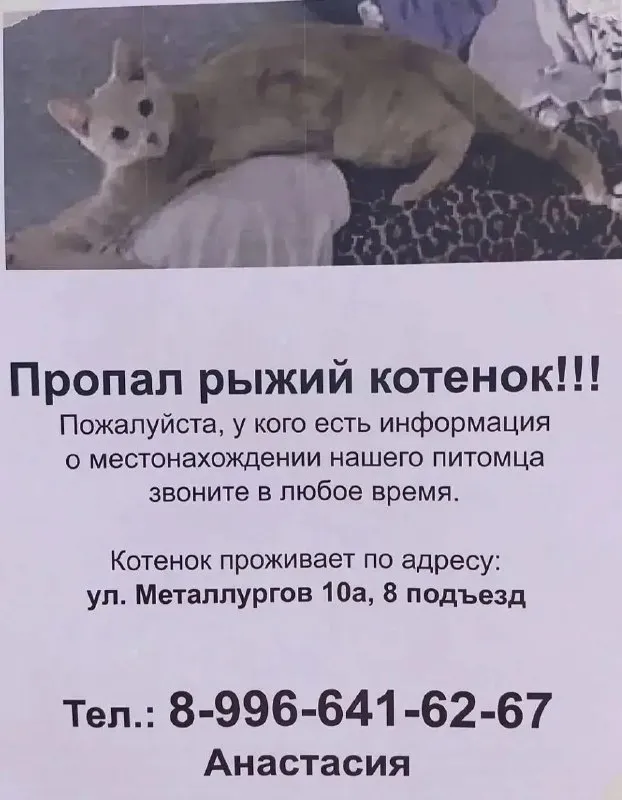 Пропала кошка в Екатеринбурге — фото для опознания, база потерянных питомцев Pathfinder