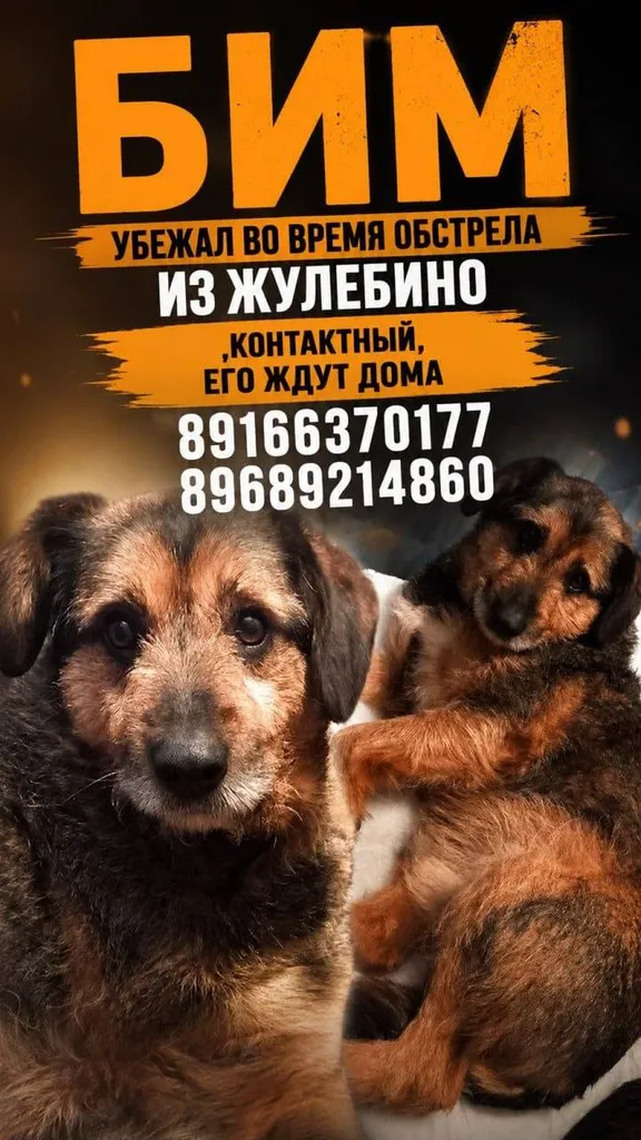 Пропала собака в Москве — фото для опознания, база потерянных питомцев Pathfinder