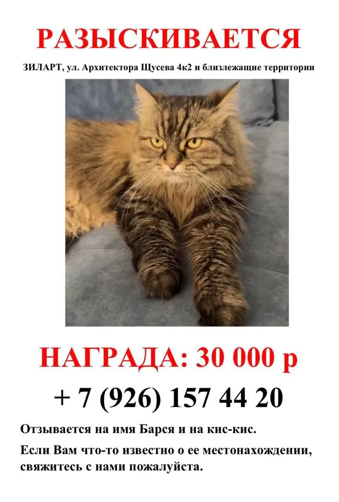 Пропала кошка в Москве — фото для опознания, база потерянных питомцев Pathfinder