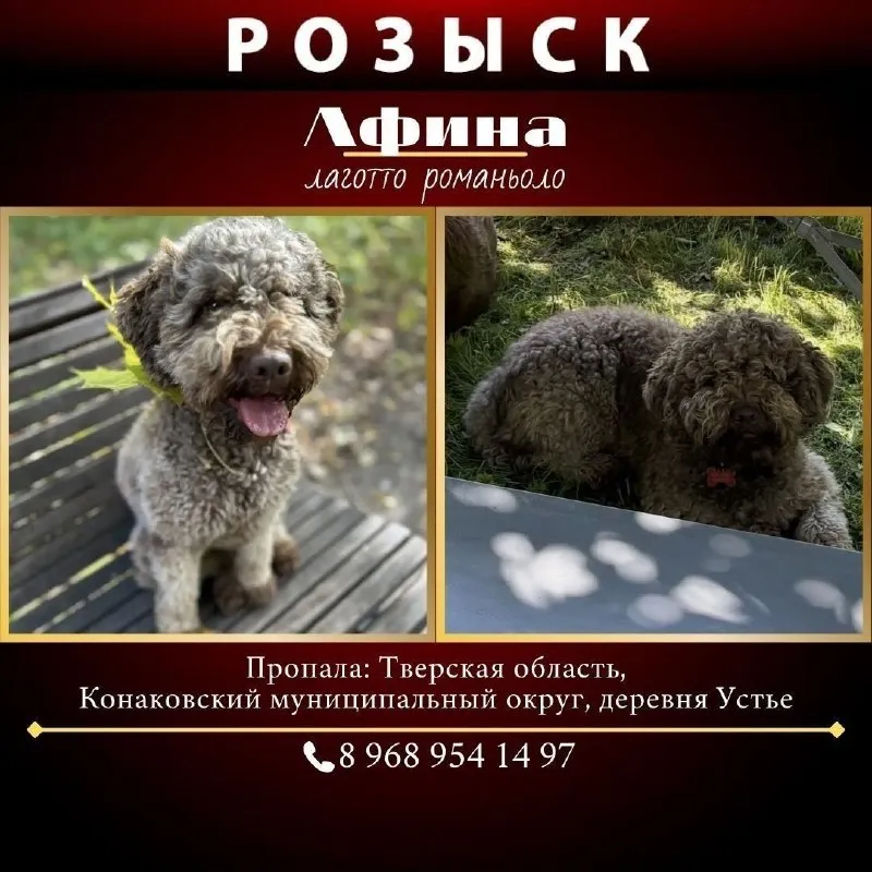 Пропала собака, лаготто романьоло — город Устье — фото для опознания, база потерянных питомцев Pathfinder