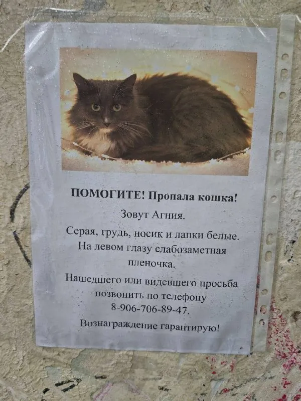 Пропала кошка в Москве — фото для опознания, база потерянных питомцев Pathfinder