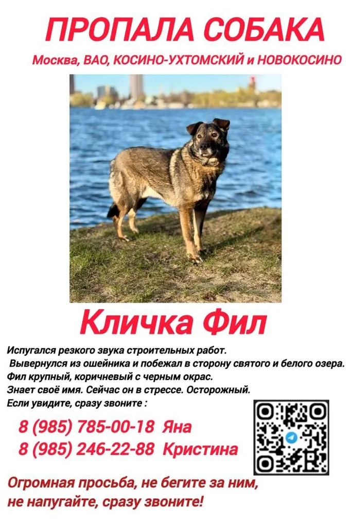 Пропала собака, метис в Москве — фото для опознания, база потерянных питомцев Pathfinder