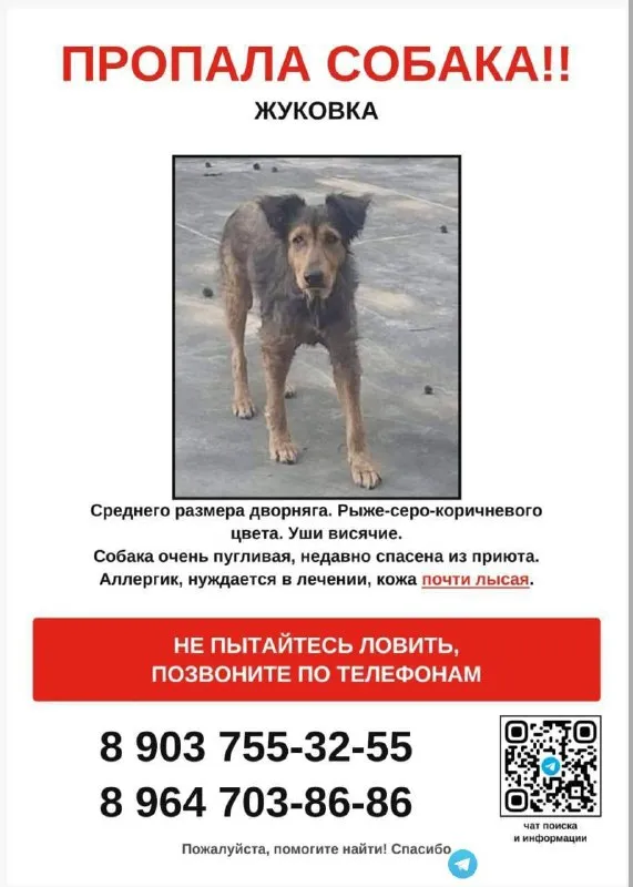 Пропала собака, дворняга — город Жуковка — фото для опознания, база потерянных питомцев Pathfinder