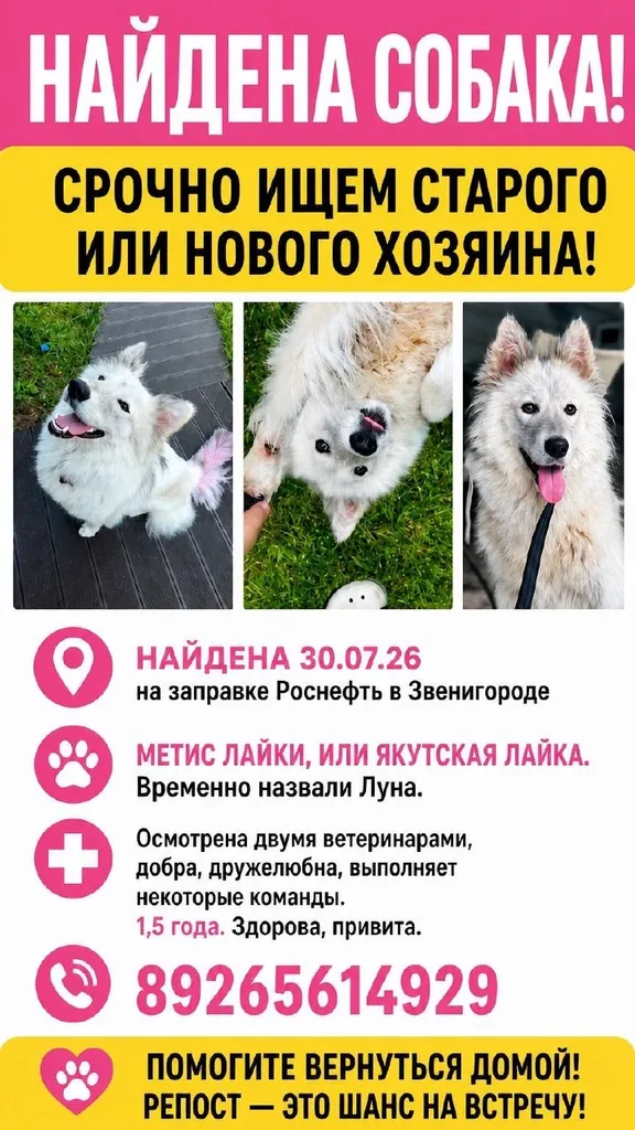 Ищет дом собака, метис лайки / якутская лайка — город Звенигород — фото для опознания, база потерянных питомцев Pathfinder