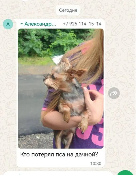 Найдена собака, йорк — город Дачная — фото для опознания, база потерянных питомцев Pathfinder
