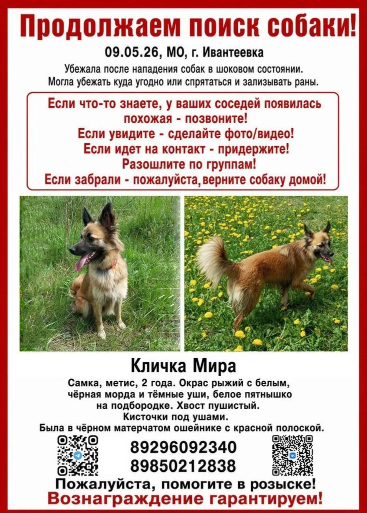Пропала собака, метис — город Ивантеевка — фото для опознания, база потерянных питомцев Pathfinder