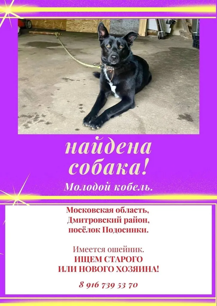 Найдена собака — город Подосинки — фото для опознания, база потерянных питомцев Pathfinder
