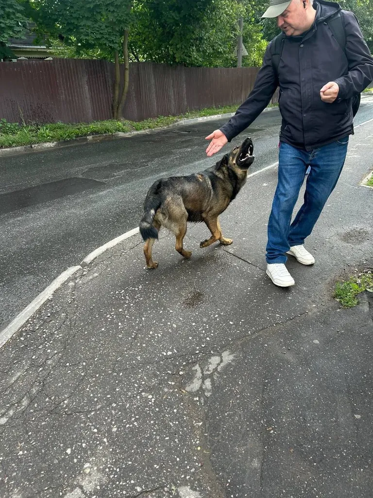 Найдена собака, метис — город Химки — фото для опознания, база потерянных питомцев Pathfinder