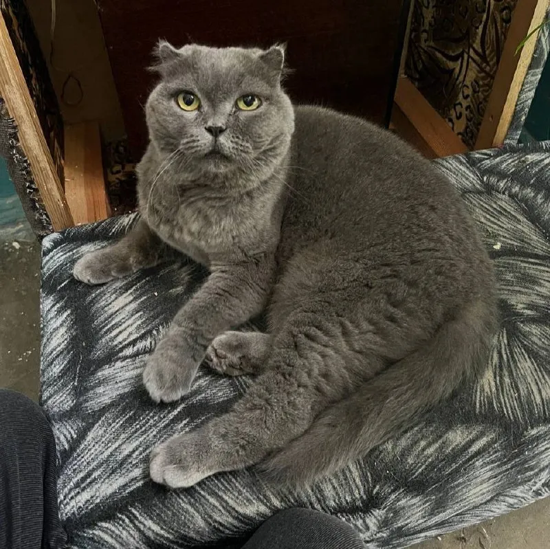 Найдена кошка в Екатеринбурге — фото для опознания, база потерянных питомцев Pathfinder