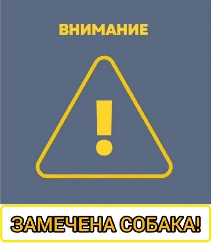 Найдена собака в Москве — фото для опознания, база потерянных питомцев Pathfinder