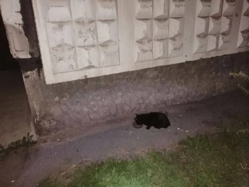 Найдена кошка в Екатеринбурге — фото для опознания, база потерянных питомцев Pathfinder