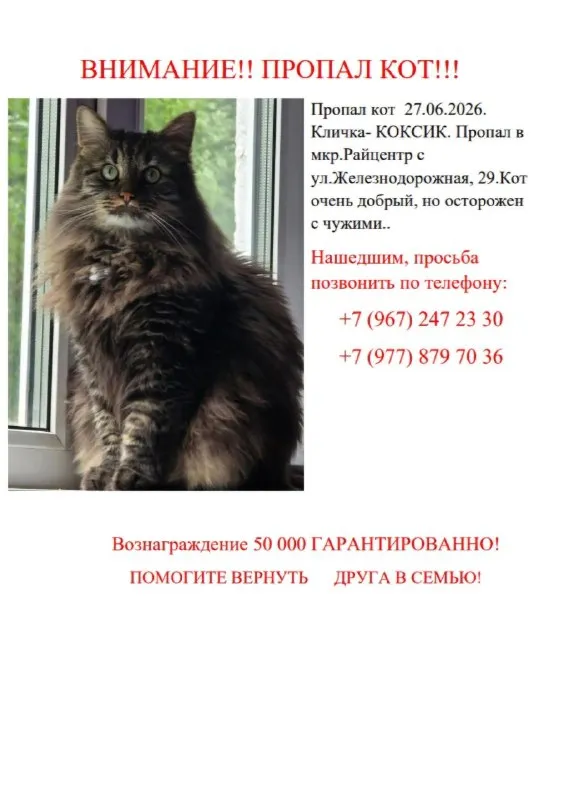 Пропала кошка — город Красногорск — фото для опознания, база потерянных питомцев Pathfinder