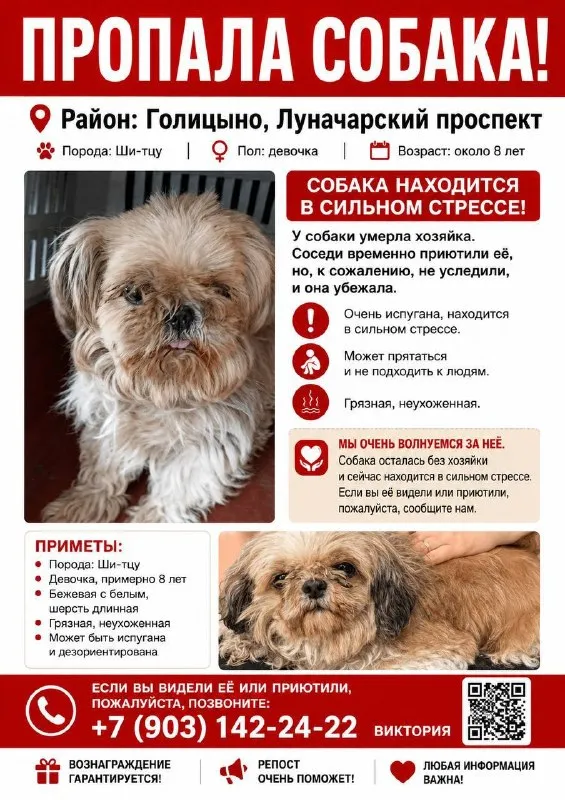 Пропала собака, ши-тцу — город Голицыно — фото для опознания, база потерянных питомцев Pathfinder
