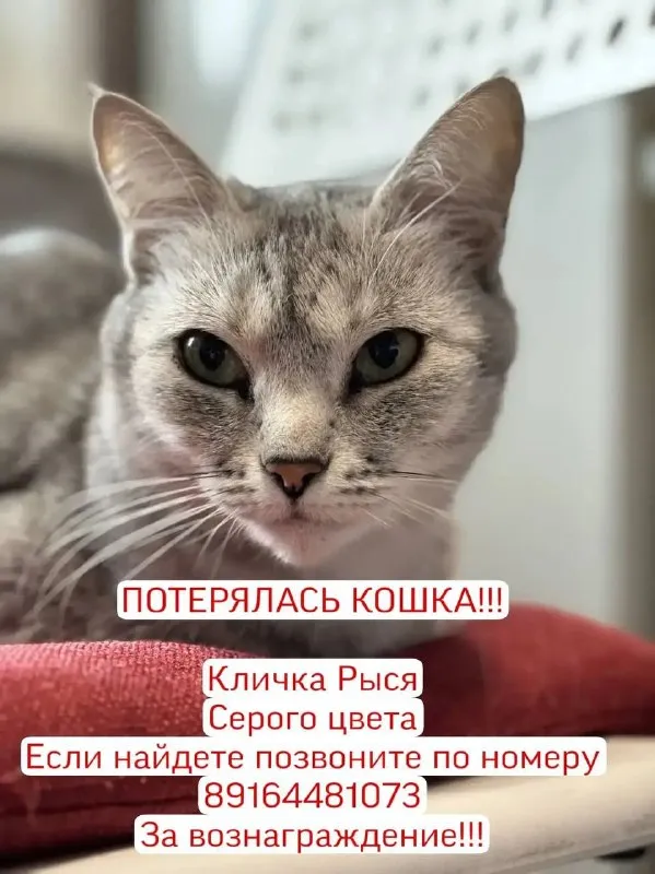 Пропала кошка — город Клин — фото для опознания, база потерянных питомцев Pathfinder