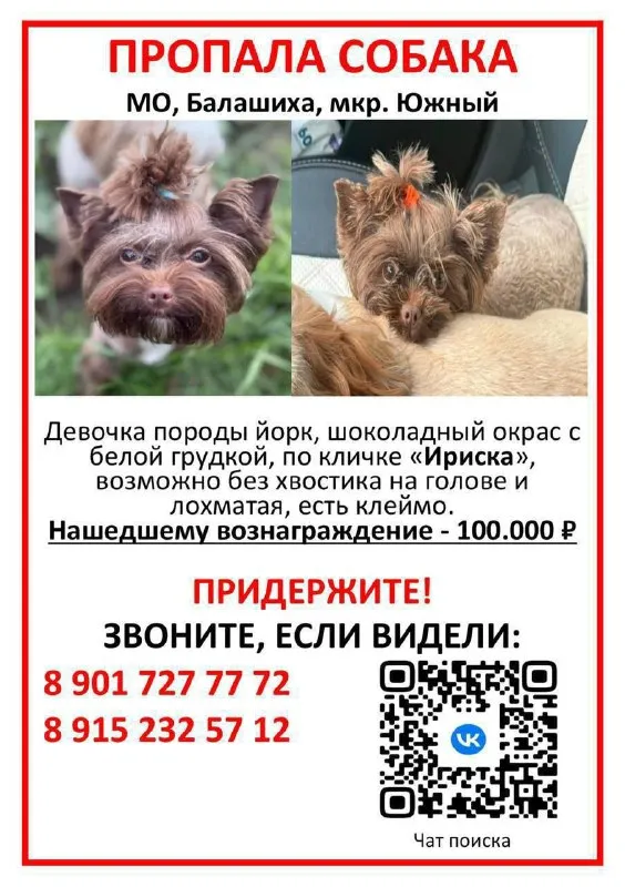 Пропала собака, йоркширский терьер в Балашихе — фото для опознания, база потерянных питомцев Pathfinder