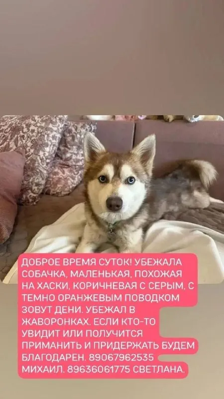 Пропала собака, хаски — город Жаворонки — фото для опознания, база потерянных питомцев Pathfinder
