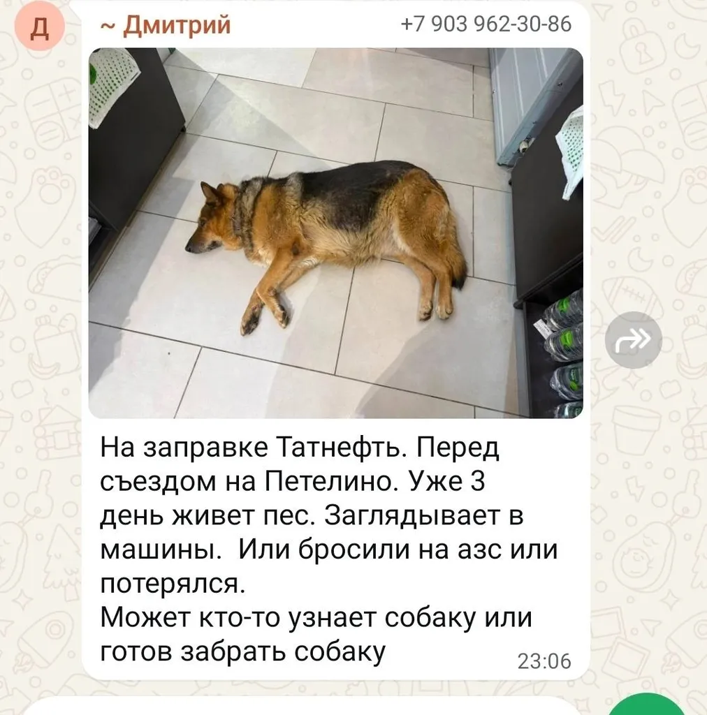 Найдена собака, овчарка — город Петелино — фото для опознания, база потерянных питомцев Pathfinder