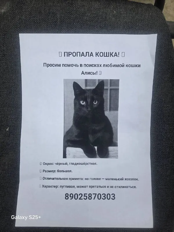 Пропала кошка в Екатеринбурге — фото для опознания, база потерянных питомцев Pathfinder