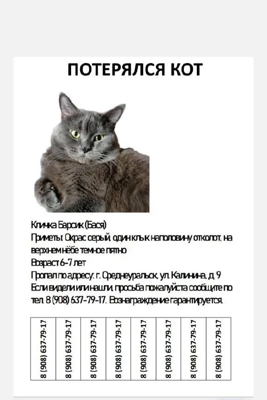 Пропала кошка — город Среднеуральск — фото для опознания, база потерянных питомцев Pathfinder