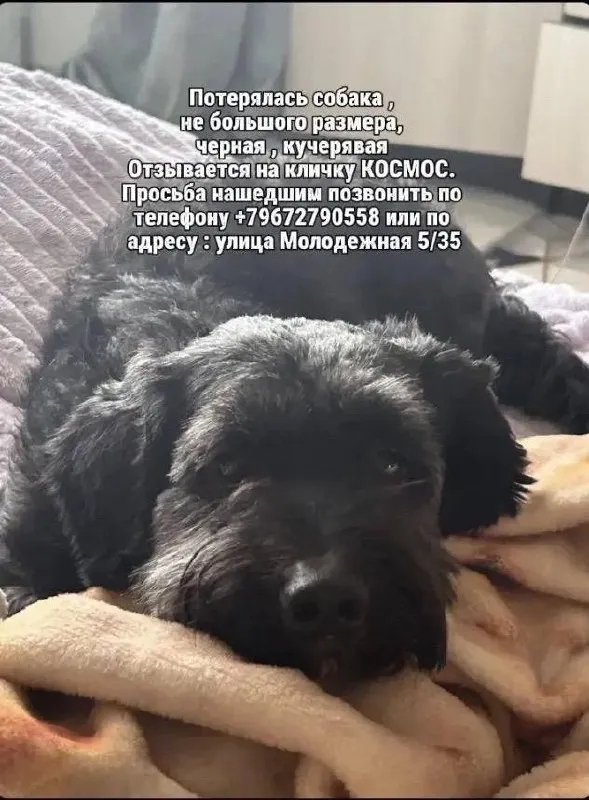 Пропала собака — город Краснознаменск — фото для опознания, база потерянных питомцев Pathfinder