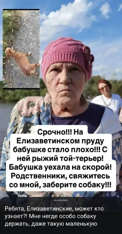 Найдена собака, тойтерьер в Екатеринбурге — фото для опознания, база потерянных питомцев Pathfinder