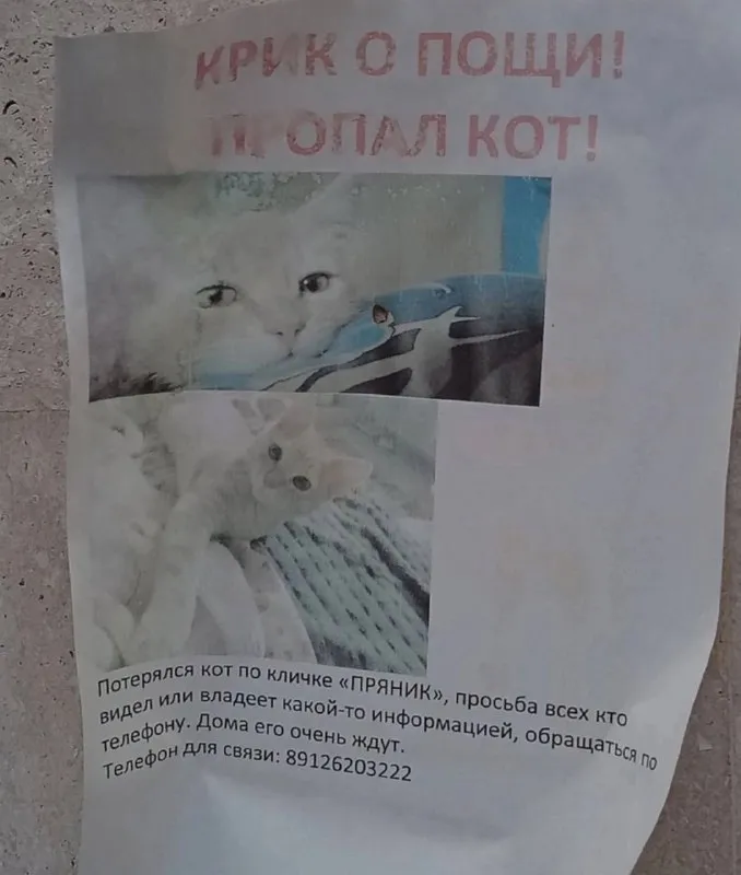 Пропала кошка в Екатеринбурге — фото для опознания, база потерянных питомцев Pathfinder