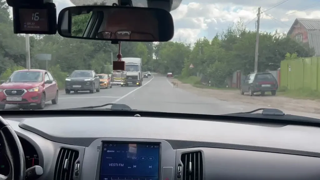 Найдена собака в Балашихе — фото для опознания, база потерянных питомцев Pathfinder