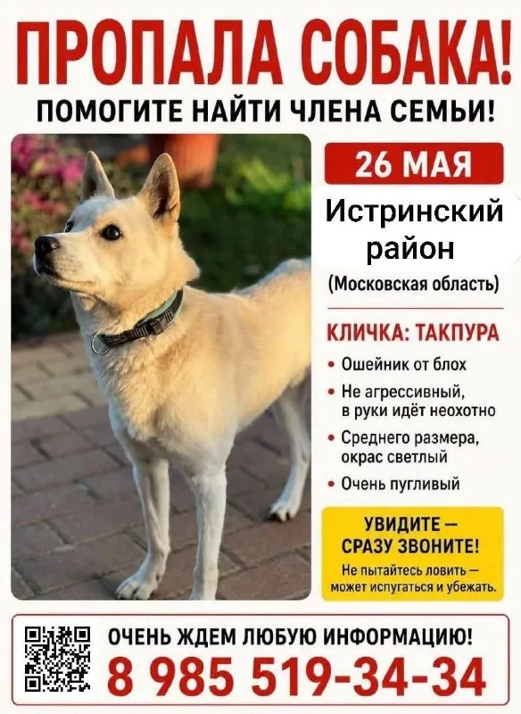 Пропала собака, корейский чиндо — город Фроловское — фото для опознания, база потерянных питомцев Pathfinder