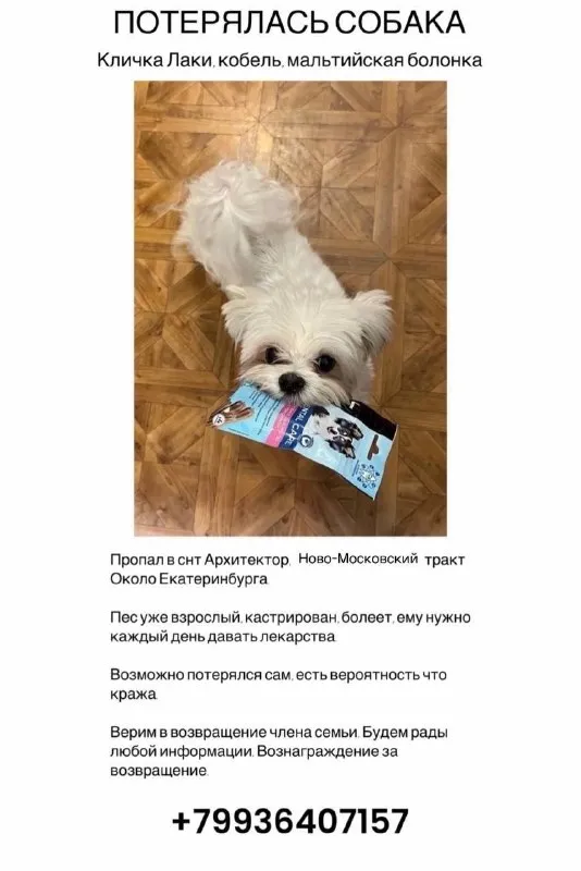 Пропала собака, мальтийская болонка — город Первоуральск — фото для опознания, база потерянных питомцев Pathfinder