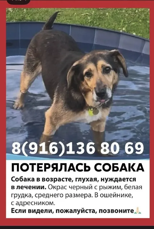 Пропала собака — город Наро-Фоминский, Рузский и Можайский районы — фото для опознания, база потерянных питомцев Pathfinder