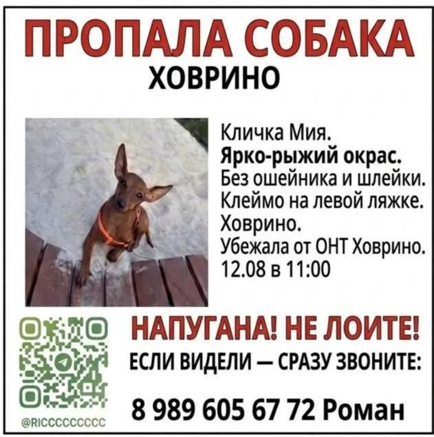 Пропала собака, цвергпинчер — город Мытищи — фото для опознания, база потерянных питомцев Pathfinder