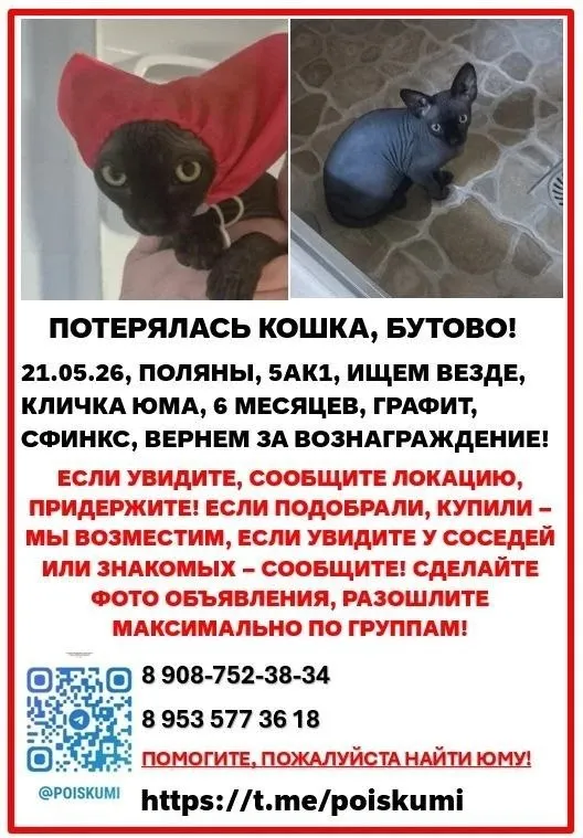 Пропала кошка, сфинкс в Москве — фото для опознания, база потерянных питомцев Pathfinder