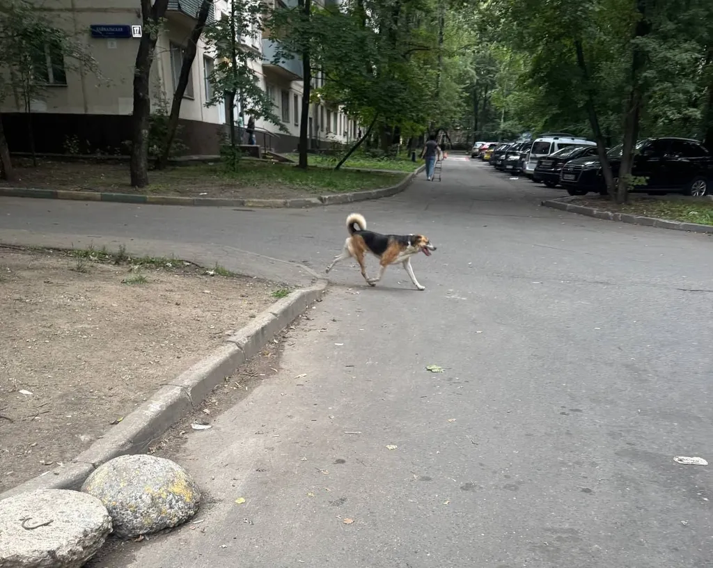 Найдена собака, дворняжка в Москве — фото для опознания, база потерянных питомцев Pathfinder
