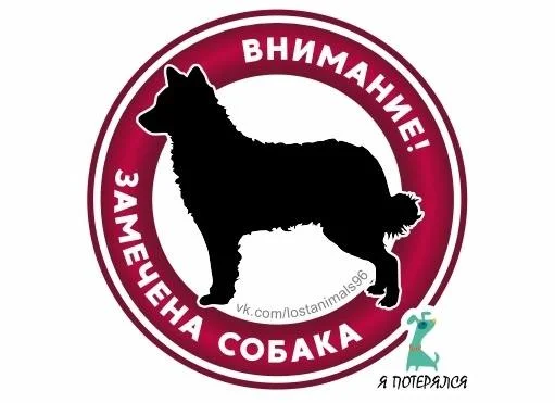 Найдена собака в Екатеринбурге — фото для опознания, база потерянных питомцев Pathfinder