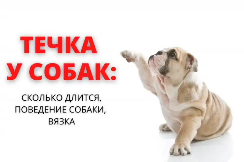 "Шокирующая правда о течке у собак: сроки, поведение и вязка!"