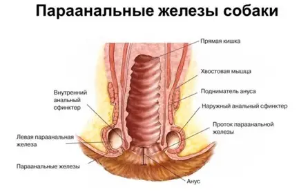 Очистка параанальных желез